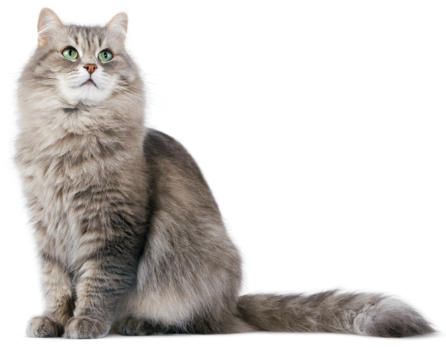 Fluffy Cat Dog Food Cat Food Small Animal Food Pet Food Telling Tails Pet Supplies Centre Chelmsford Ontario